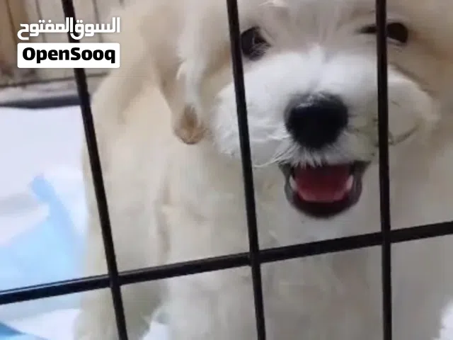Maltipoooooo