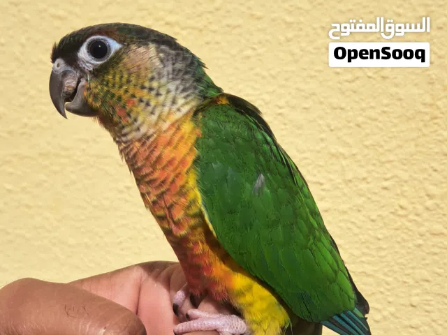 Green cheek Conure Yellow sided fully hand tamed