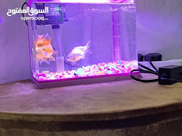 3 fishes with fish aquarium