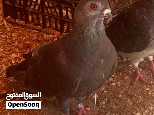 اقرأ الوصف