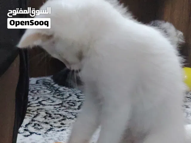 قطة شيرازي مون فيس بيضة للبيع  العمر: شهرين  الجنس: أنثى  اللون: أبيض ناصع  نظيفة جدًا