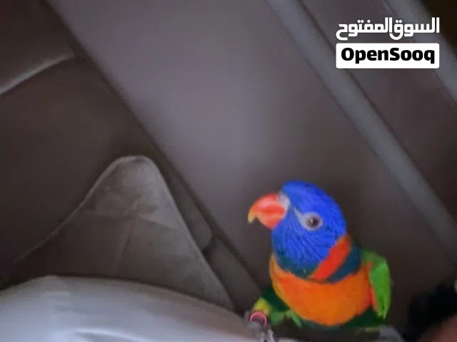 للبيع لوري رينبو ربوه فل و متكلم و يرقص الوصف مهمم!!