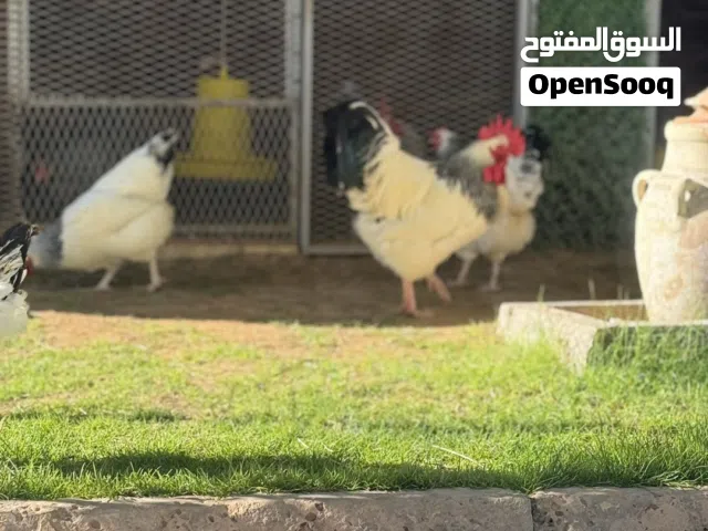 السلام عليكم
