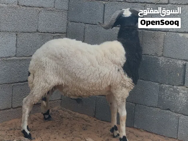 خروف للبيع رب يبارك