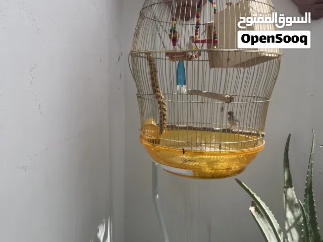 Big Cage New with finches