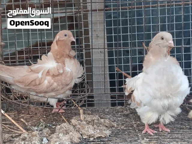 للبيع حمام زينه مستوى طيب