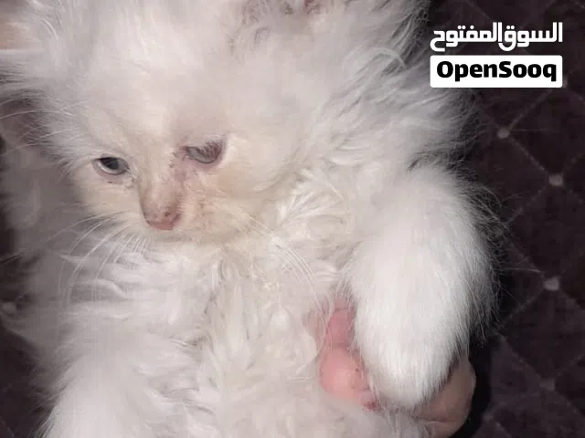 قطط عدد 2 صغار العمر قريب الشهرين للبيع سعر القطه ب75 والام تبني (محافظه بغداد الخطيب الزراعي)