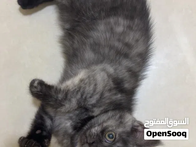لبيع قطط مكس الام همالايا الاب سكوتش عمر شهرين
