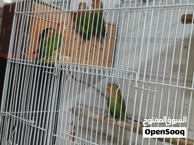 سلام عليكم التفاصيل بالوصف