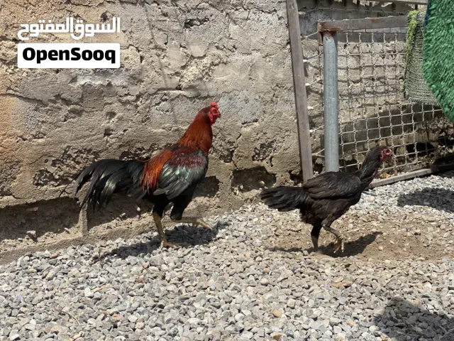 ديك ودجاجة مع كتكوتين للبيع  Healthy Rooster & Hen with 2 Chicks for Sale