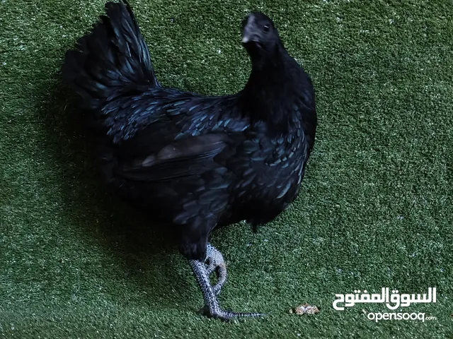 سلام عليكم متوفر دجاجه لمبرقيني اندونيسي دم صافي