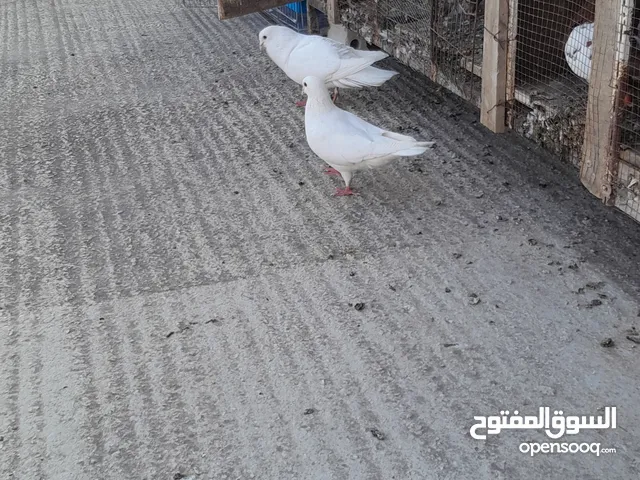 متاح جواز فرنسي وجواز مزهور