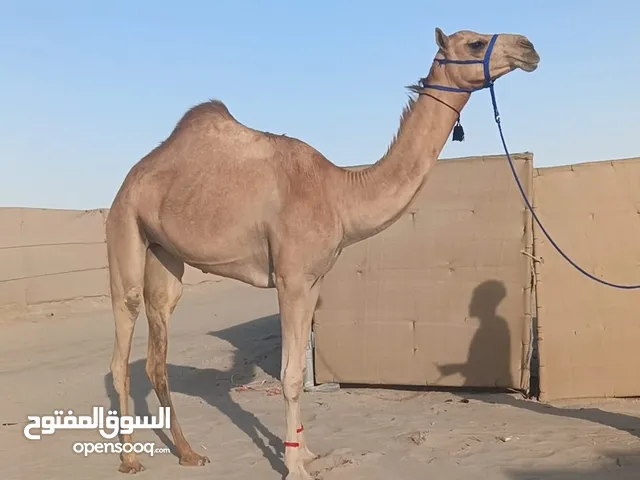 موجود عندنا كل النوع الحلال و نشتري جميع انواع الحلال