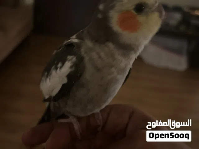 ذكر كوكتيل للبيع