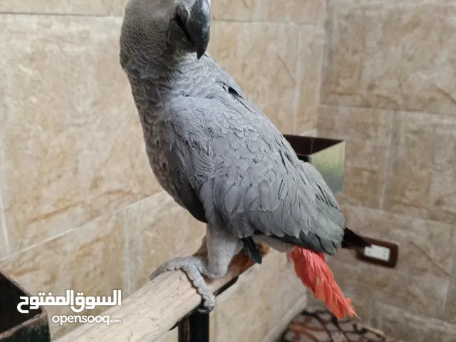 كاسكو منتج ذكر