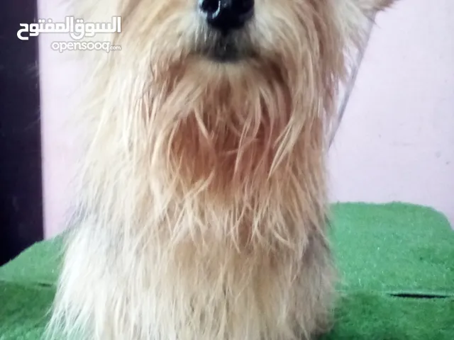 نتايه يوركشاير اهالى مستورده مطعمه مخلفه مره بتولد طبيعى وأم حنونه جدا ودخله على حيض خلال ايام