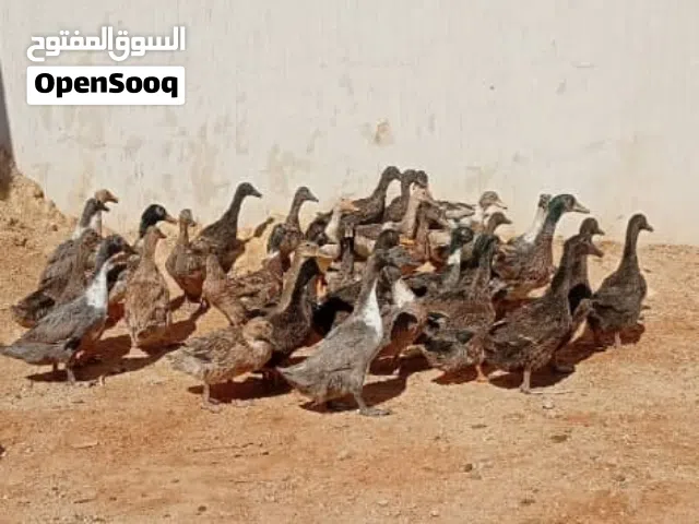 بط إنجليزي من 30 إلى 40 طرف إقرأ الوصف