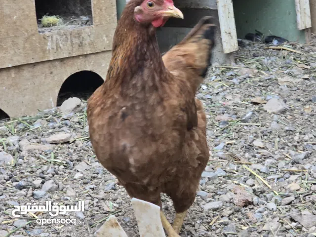 للبيع دجاج فرنسي الاصل ودجاج الامريكي والجميع بياض