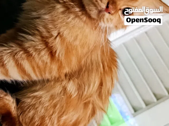 شرازي عمر2ل3