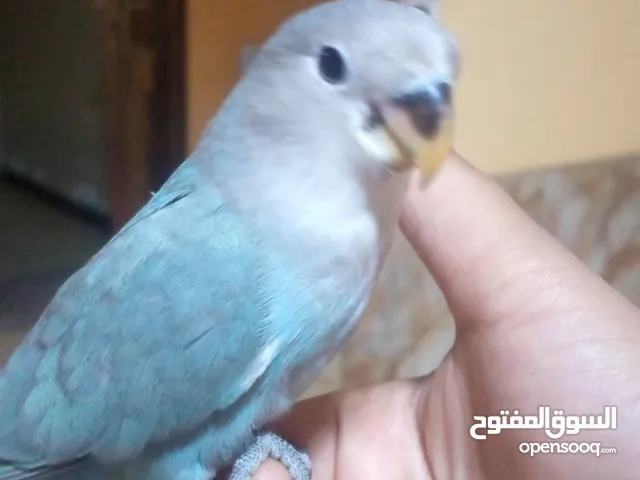 روز ترويض فل لكن برا منيش عارف اوبلاين سعر 200 من الأخير