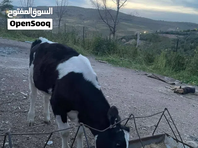 مطلوب عجلات