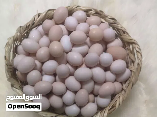 بيض مخصب وديوك عمانيه ودجاج بجميع الأحجام وز منتج