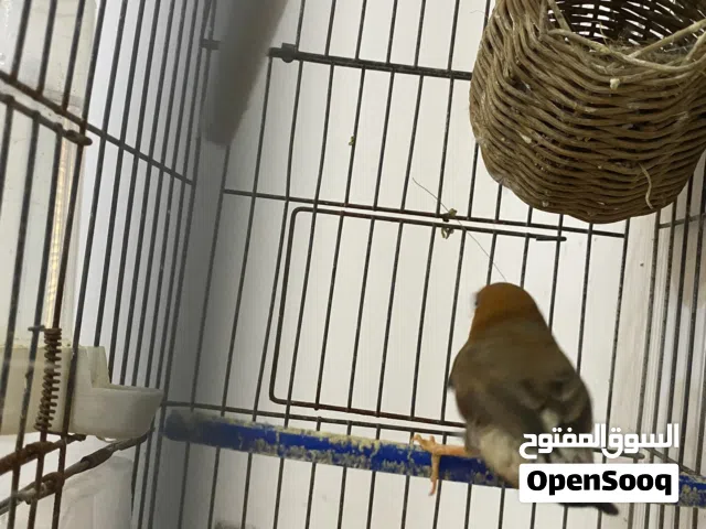 مجموعه عصافير للبيع جمله او بالطرف ساوم وارفع