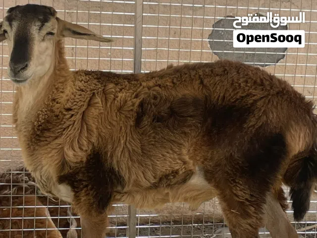 كبش مخصاي للبيع