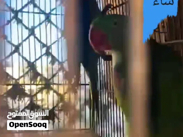 قص دره اميركي