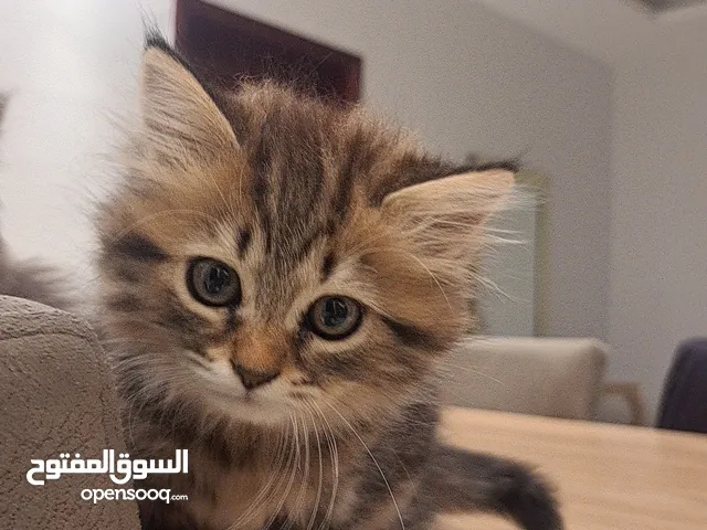 قط نوع مون فيس انثي العمر 50 يوم