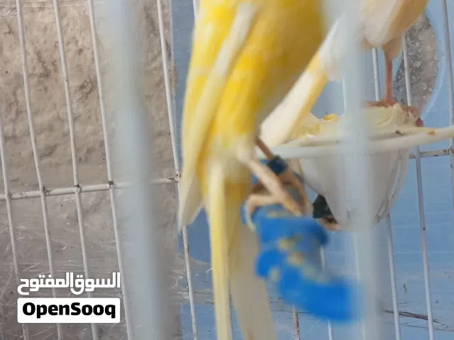 جوز كنارفحل فانسي حر وطيره بندوقه جاهزات ميه باليمه اهالي فراخ