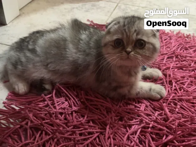 للبيع كيتن سكوتش فولد