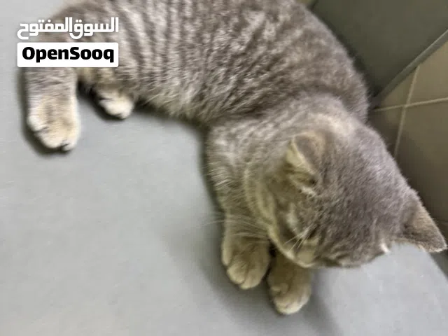 قط أليف ذكر