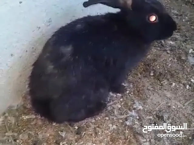 معقوله ماكو ارانب سود طلك بالبصره يابه لعنده ارانب سود يدخل خاص