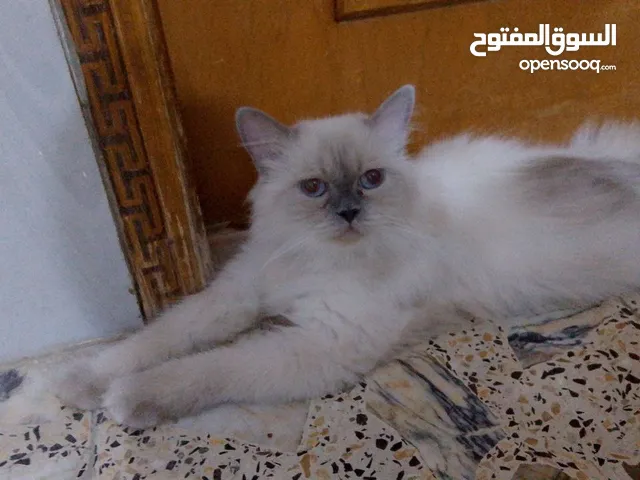 قطط للبيع الأم مع كتنات