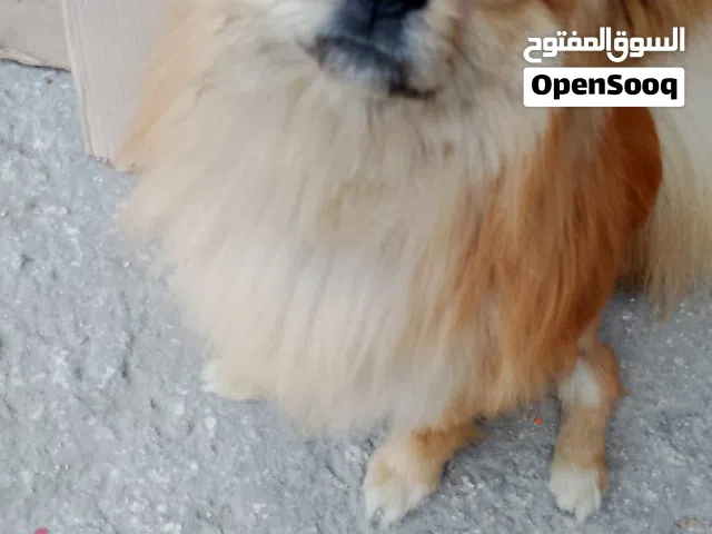 بوميريان كلب للبيع لعدم التفرغ والسفر