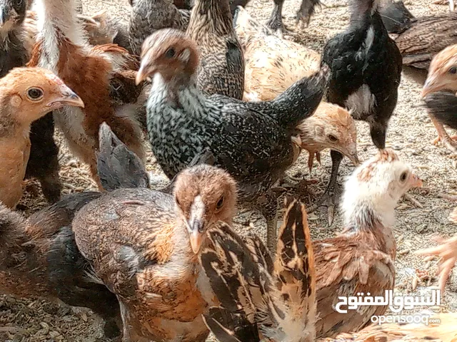 متاح بعد الصلاة على رسول الله   20 صوص  على دينار   عجلون كفرنجه