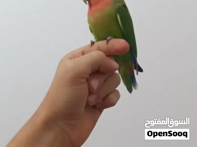 طرف روز مروض دخلي بس لاكن ترويض فل