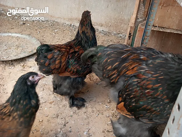 ذجاج برهما نحاسي