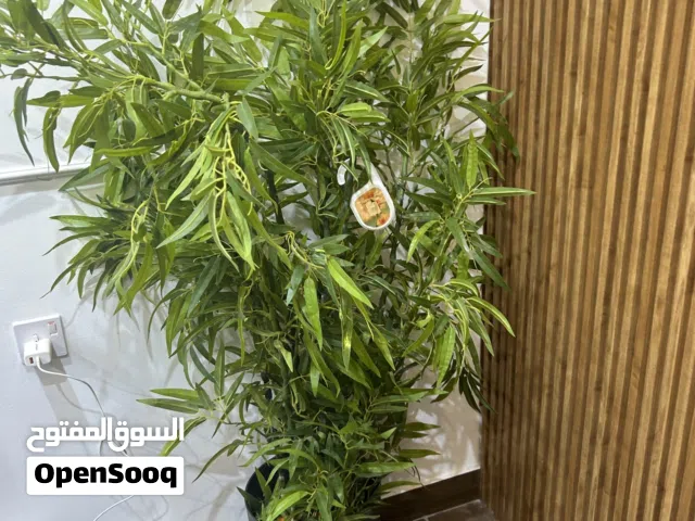 Office atracting plants with vase . Good looking.
