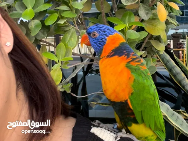 Parrot Rainbow Lorikeet 2 yrs old/tamed