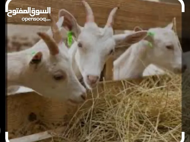 ماعز يوناني