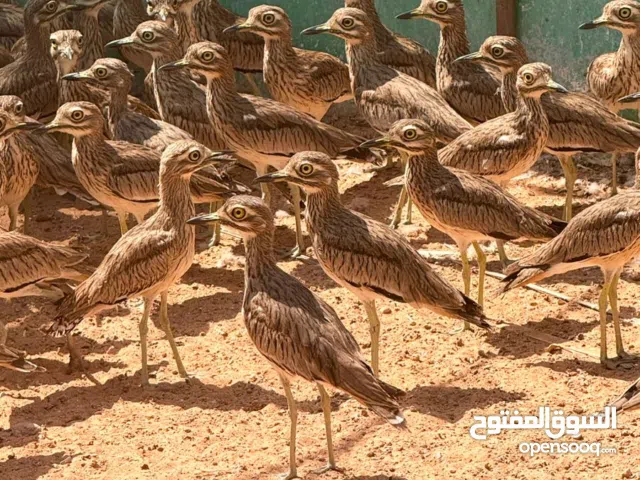 كروان صحراوي افريقيات