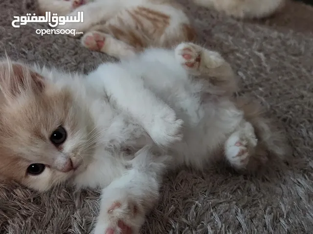kitten Two month old Persian and Turkish Angora كيتن شهرين شيرازي وانجورا تركي