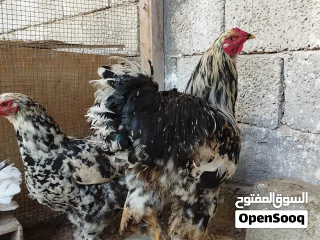 ديك براهما فولي  حاجه الله يبارك للعلم الديك بس للبيع
