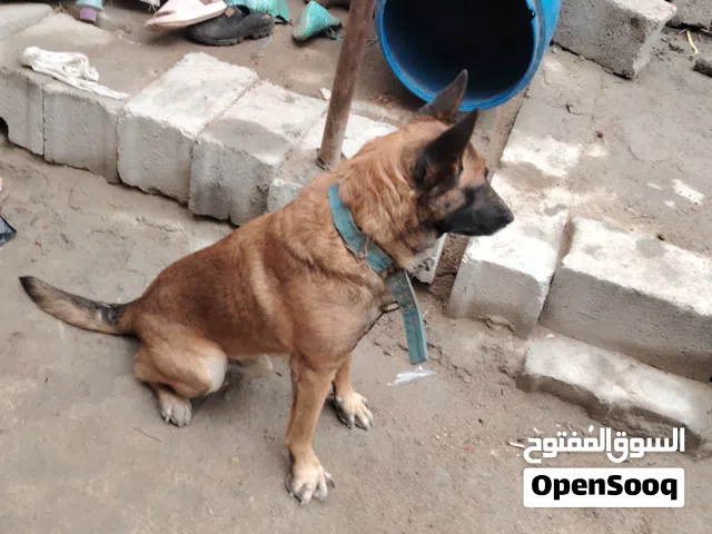 ذكر مالينو اصلي سعر كلش مناسب