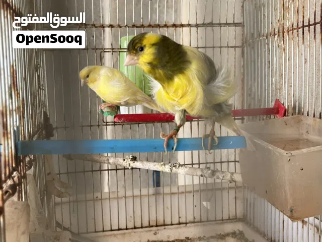 كوبية كناري هولانذيز