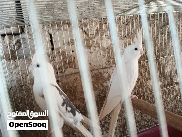 طيور كوكتيل