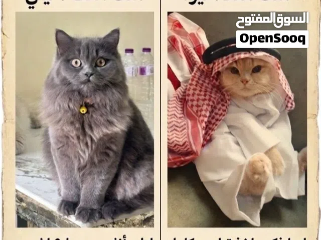 قطط للتبني