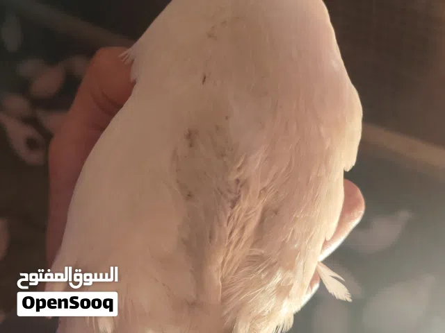 سمان الأمريكي حجم وإنتاج ماشاءالله